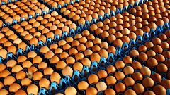 Oeufs contaminés : la France dix fois moins touchée que l'Allemagne
