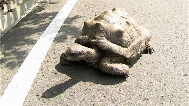 55 Kilo Schildkröte Abuh ausgebüxt, aber... 55 Kilo Schildkröte Abuh ausgebüxt, aber...