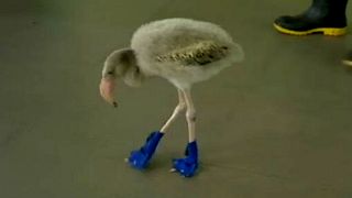 Baby flamingo takes blue booties in his stride