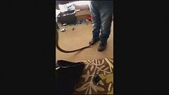 Игрушки. Змейка. Настоящая...