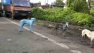 بالفيديو: كلاب زرقاء في شوارع الهند
