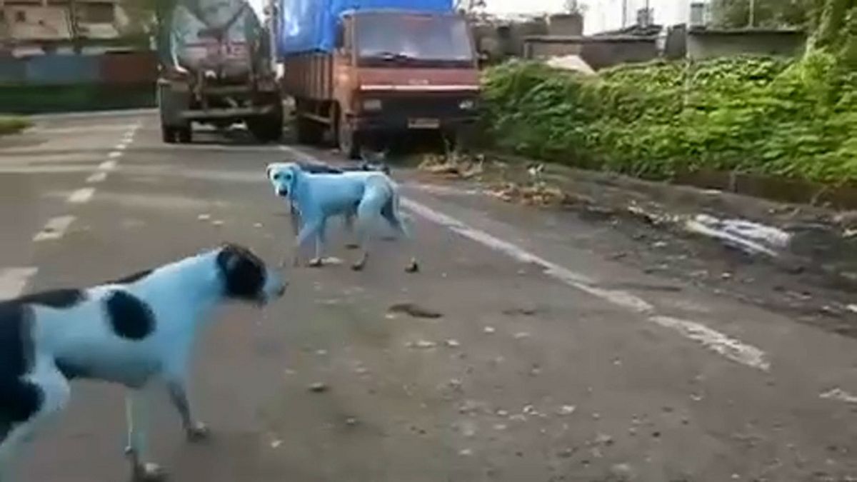 Des chiens errants réapparus bleus en Inde