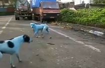 Mumbai: lo strano fenomeno dei cani randagi blu