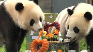Double the fun at twin pandas' birthday bash
