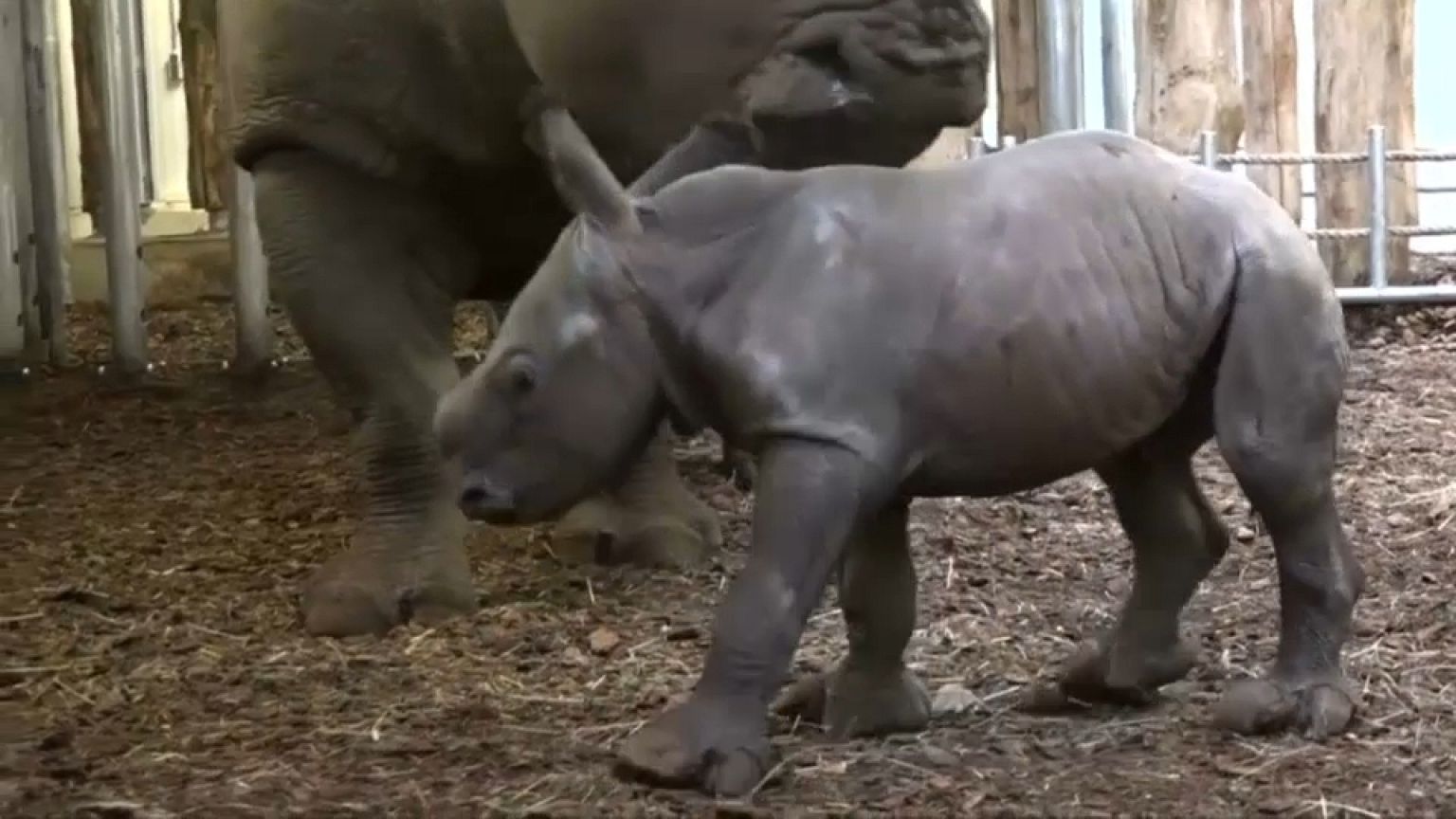 Mamas ganzer Nashorn-Stolz