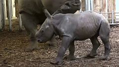 Mamas ganzer Nashorn-Stolz