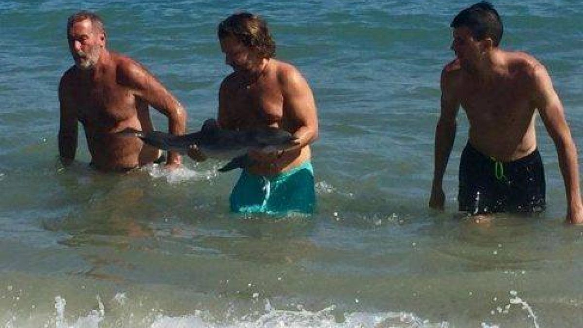 Delfinbaby stirbt am Strand - wegen der Selfies?