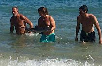 Delfinbaby stirbt am Strand - wegen der Selfies?