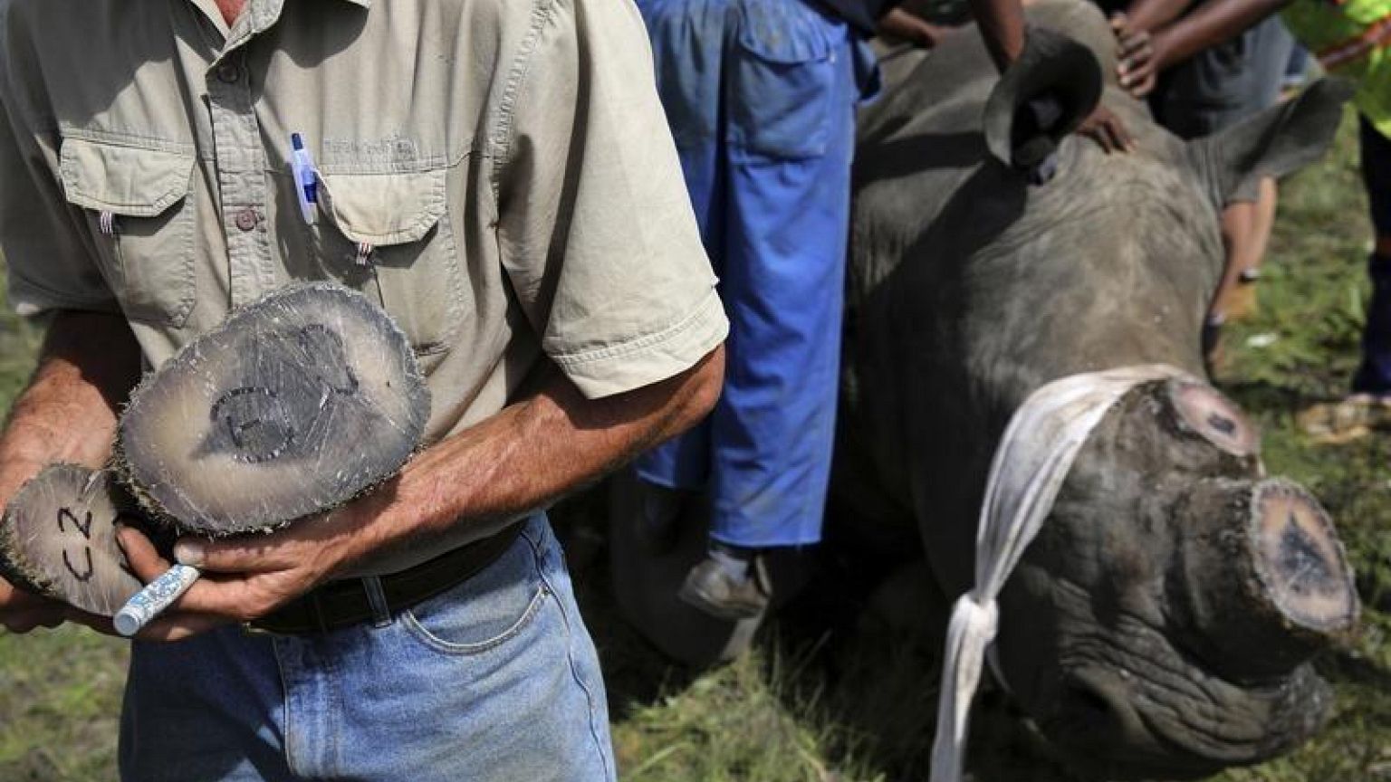 Autorizado leilão de chifres de rinoceronte na internet