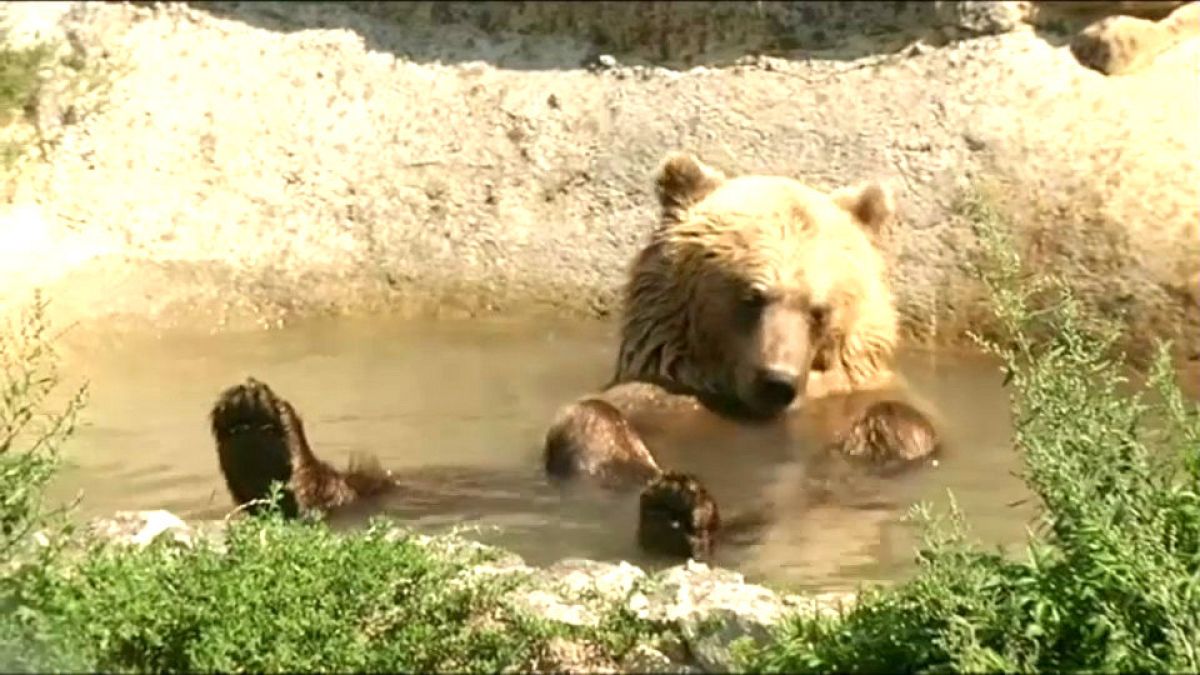 Долгожданный отдых для цирковых медведей