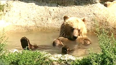 Долгожданный отдых для цирковых медведей