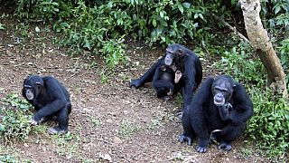 Second Sierra Leone landslide threatens famous chimpanzee sanctuary