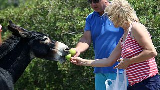 Meet the donkeys in Cyprus orphaned by war