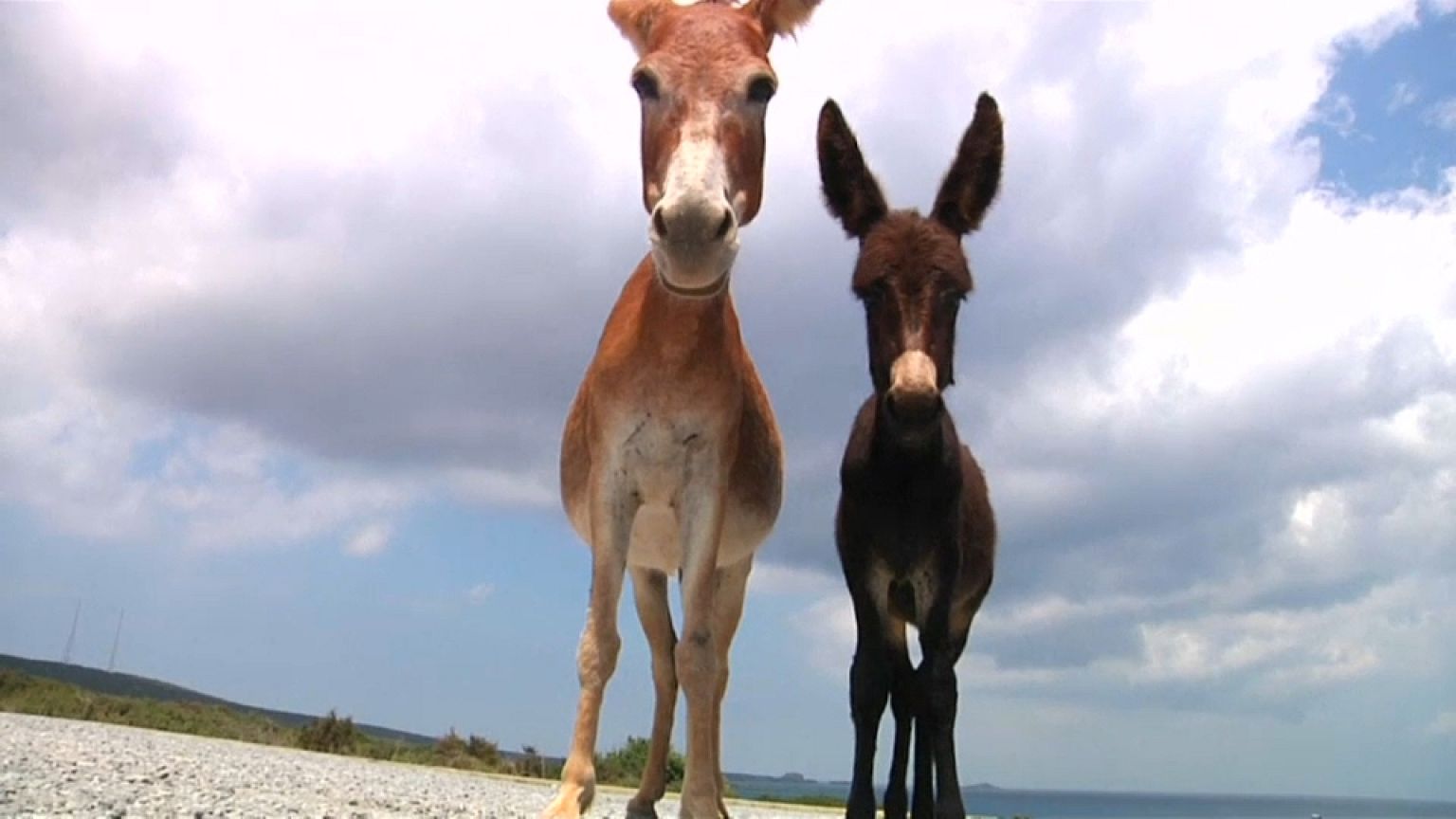 Zypern und die Esel-Plage
