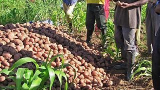 Angola seeks to roll back oil dependency to diversify economy through agriculture