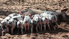Feuerwehr rettet Ferkel und verspeist sie dann als Würstchen