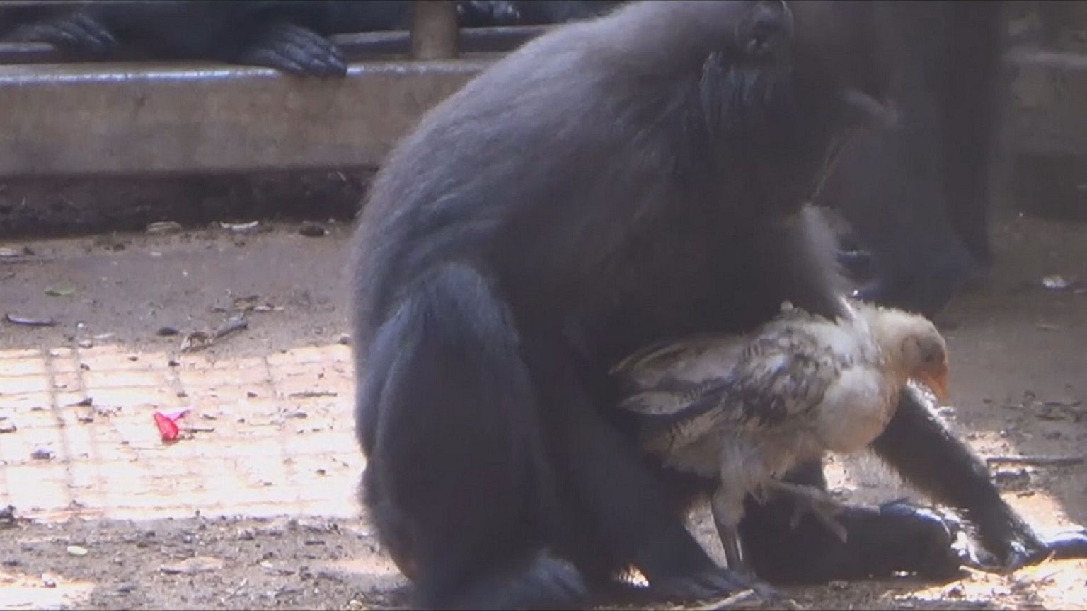 Un mono y una gallina se hacen inseparables