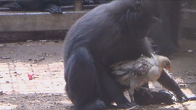 Le macaque persuadé d'être la mère d'un poulet