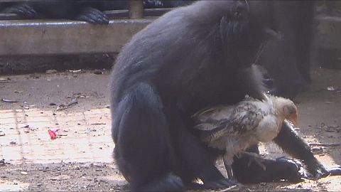 Mutterinstinkte: Affendame adoptiert Küken