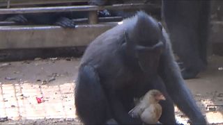 بالفيديو: قردة تتبنى دجاجة