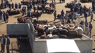 Kurban bayramına sayılı günler kala hayvan pazarları hareketlendi