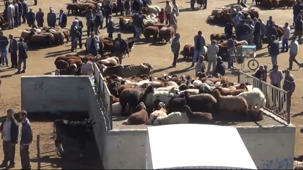 Kurban bayramına sayılı günler kala hayvan pazarları hareketlendi Kurban bayramına sayılı günler kala hayvan pazarları hareketlendi