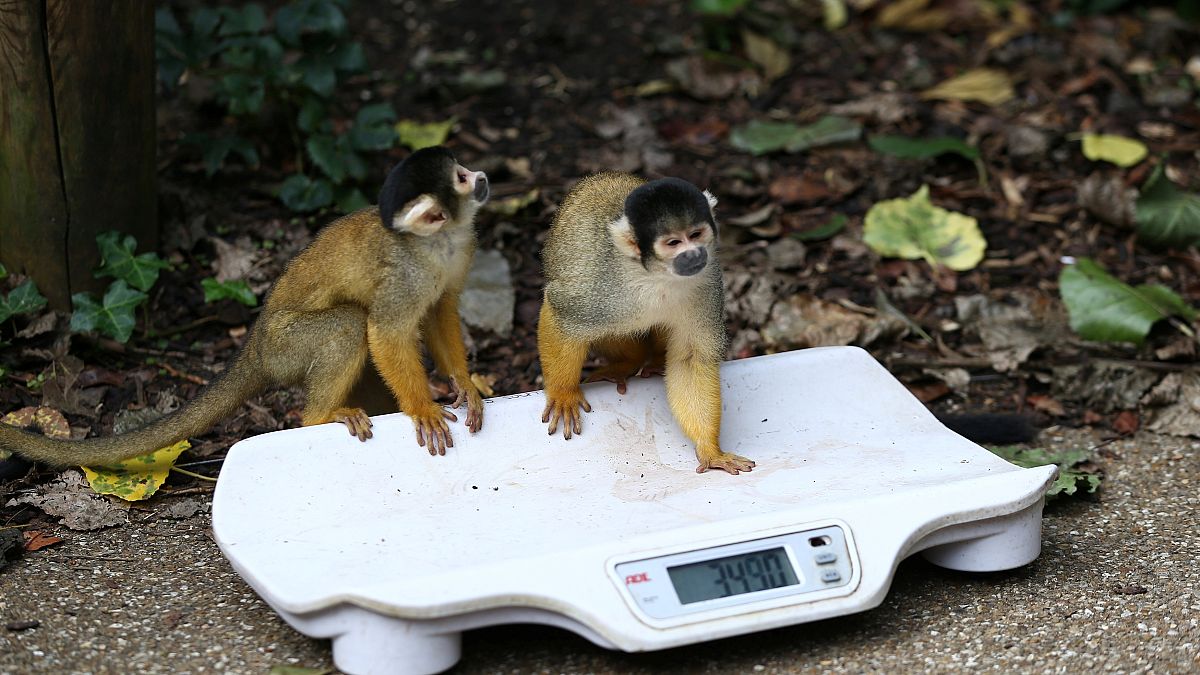 London Zoo holds annual weigh-in
