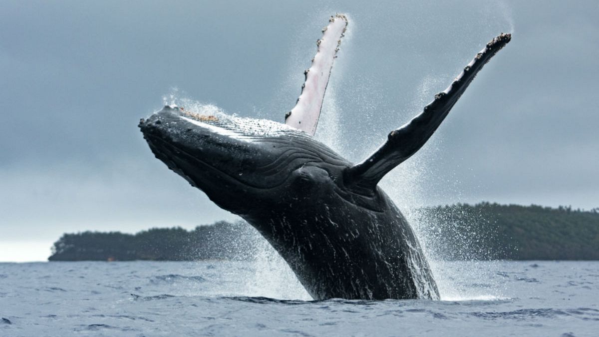 Στον ωκεανό επέστρεψε μεγάπτερη φάλαινα
