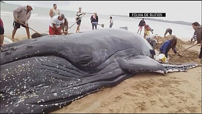 Beached whale rescued in Brazil
