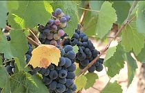La producción de vino en Francia caerá un 18% este año