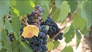 France : la production de vin en baisse, mais un millésime exceptionnel