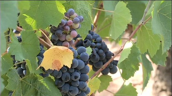 Weinernte in Frankreich verhagelt Weinernte in Frankreich verhagelt