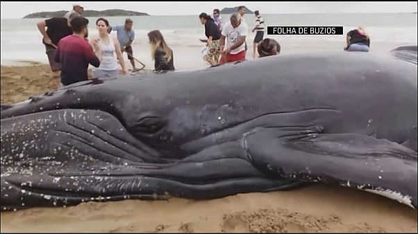 Ballena varada en la playa regresa al océano Ballena varada en la playa regresa al océano