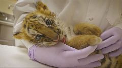 Neues Zuhause für aufgegriffenes Tigerbaby