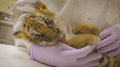 US border guards save tiger cub