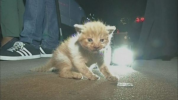 Un chaton coincé dans le capot d'une voiture sauvé en Chine Un chaton coincé dans le capot d'une voiture sauvé en Chine