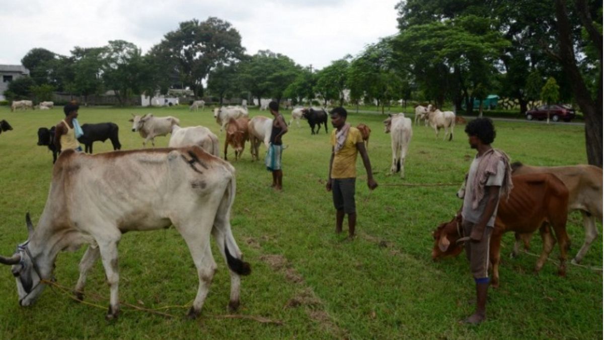 مقتل رجلين مسلمين في الهند بحجة حماية الأبقار