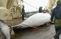 Feladta a Sea Shepherd