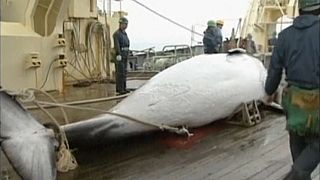 Anti-whaling group 'unable to match Japanese technology', halts activity