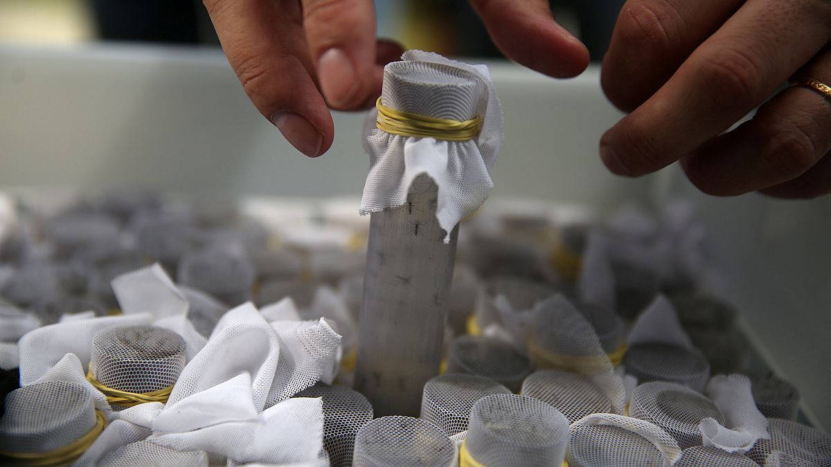 Βραζιλία: Κουνούπια στη μάχη κατά του δάγκειου πυρετού