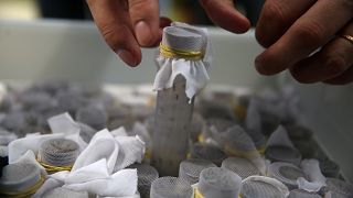 Βραζιλία: Κουνούπια στη μάχη κατά του δάγκειου πυρετού