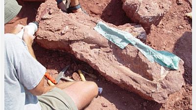 Discovered Tanzania dinosaur skeletons dates back 70 million years