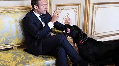Paris: Labrador "Nemo" begrüßt Sigmar Gabriel
