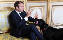 Meet France's new 'first dog' Nemo