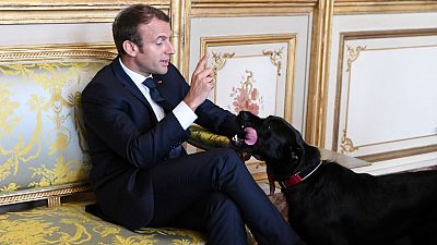 Meet France's new 'first dog' Nemo