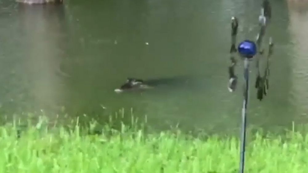 Watch Intrepid alligators swim in back garden of floodhit Texas home