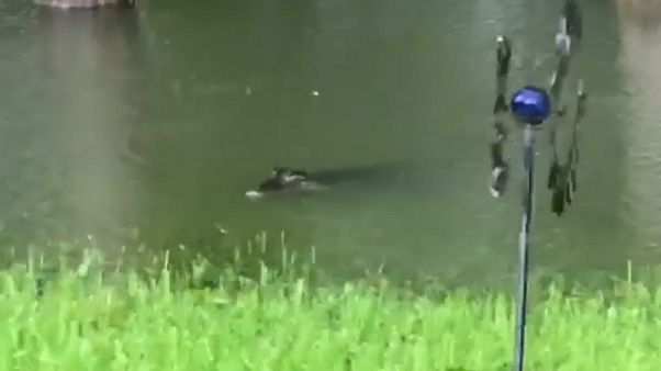 Watch: Intrepid alligators swim in back garden of flood-hit Texas home Watch: Intrepid alligators swim in back garden of flood-hit Texas home