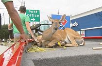 Harvey Kasırgası sonrası hayvan kurtarma operasyonu yapıldı