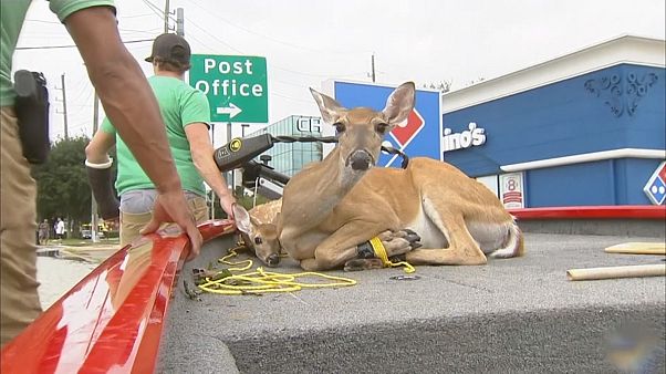 Animais apanhados desprevenidos pelas inundações no Texas Animais apanhados desprevenidos pelas inundações no Texas