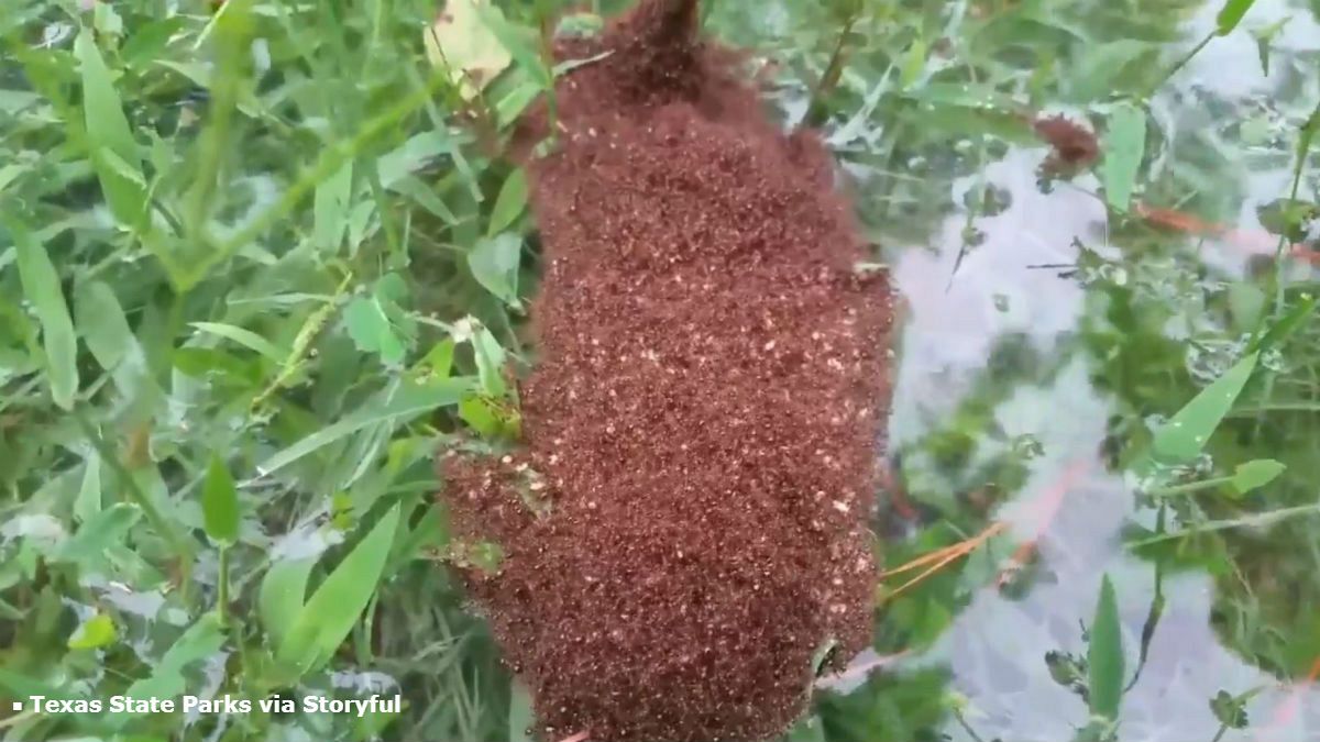 Colonies of fire ants float around flooded Texas streets